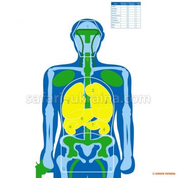 Мишень Анатомический силуэт, размер 58х90 см